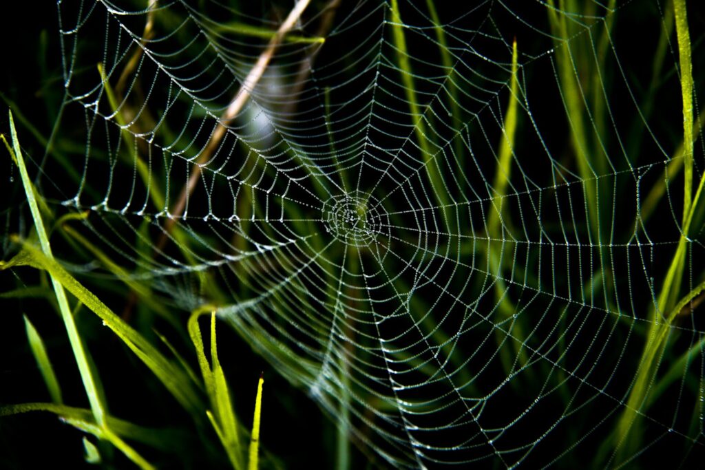 蜘蛛の巣の画像